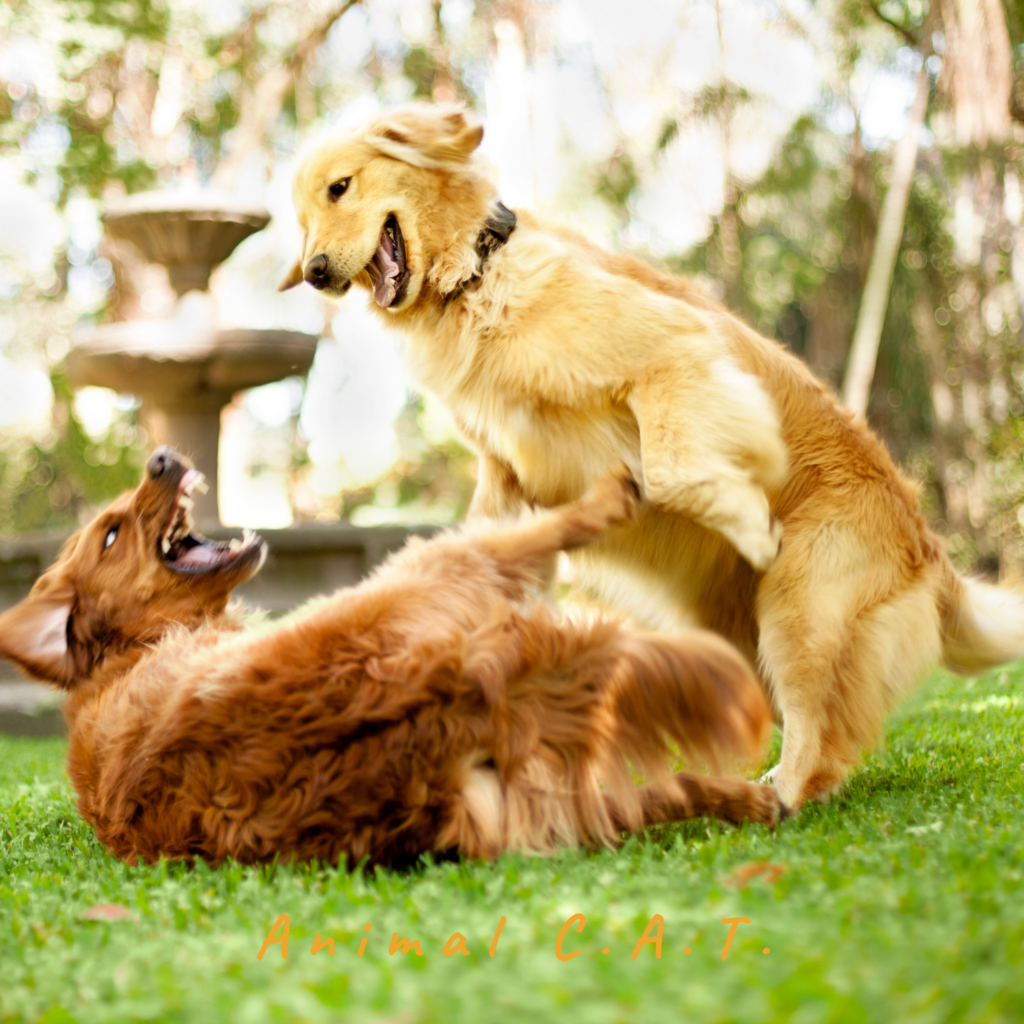 Blog_Animal CAT- Angst - agressie - gedragstherapie - honden (1)
