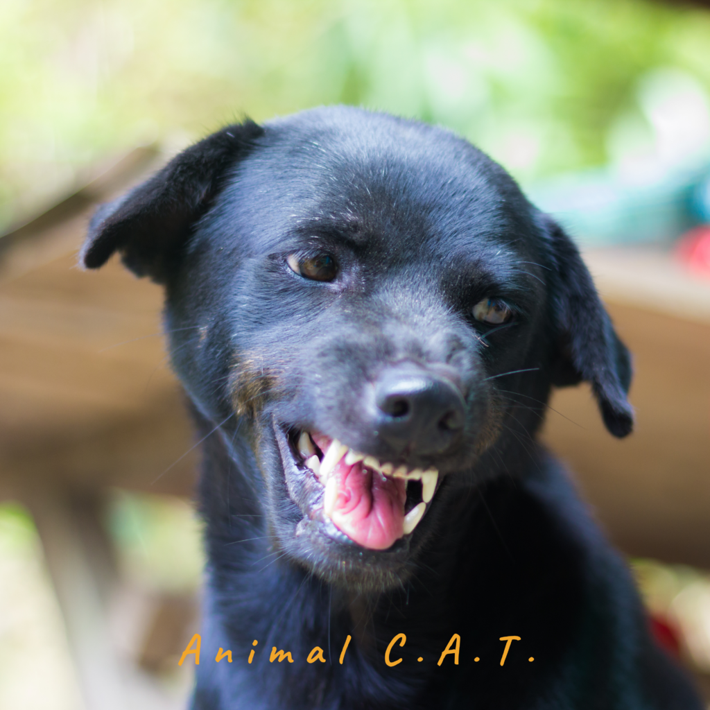 Blog_Animal CAT- Angst - agressie - gedragstherapie - honden (5)