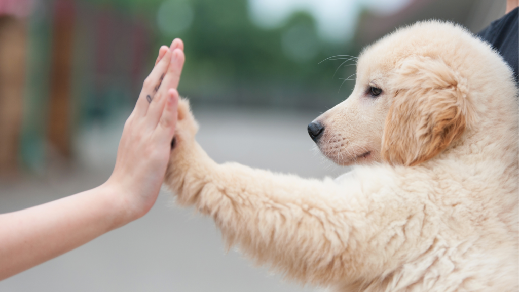 Gaan wij akkoord? Doe mee met Animal C.A.T. Consultancy &(honden)Training op maat. Voor iedereen een passend proces.